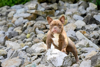 American bully micro exotic - krytí - 4