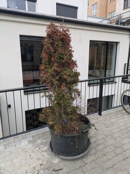 Velké květníky průměr 80cm + misky + zemina a rostliny - 4