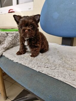 Jorkširský teriér s PP - Yorkshire terrier - 4