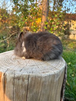 Zakrslý králík Lvíček - 4