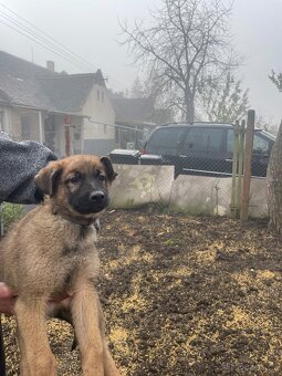 Štěně vlčáka - 4