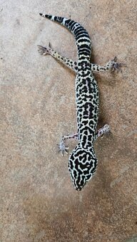 Gekončik noční  samičky... - 4