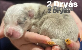 Border kolie s pp - 4