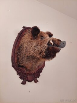 Hlava divočáka - 4