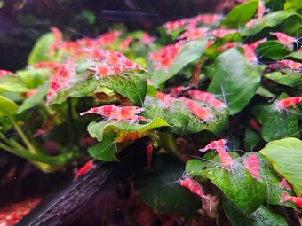 Krevetky Red crystal - 4