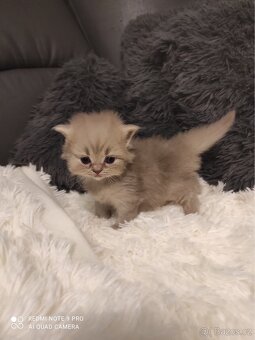 Britský kocourek ke krytí - 4