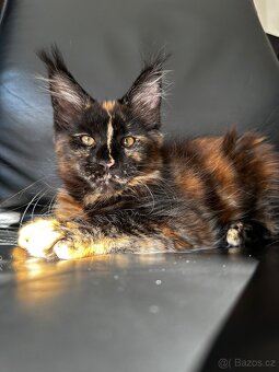 Mainská mývalí s PP - 4