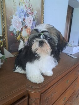 Shih-tzu s PP / shi-tzu / shi tzu - 4