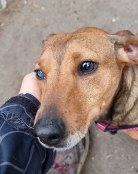 STELINKA K ADOPCI - umazlená jezevčí holčička - 4