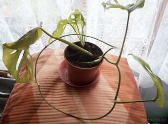 2x pokojová Monstera Monkey Leaf - 4