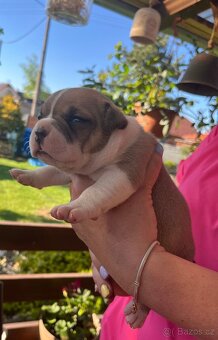Štěně American Bully - 4