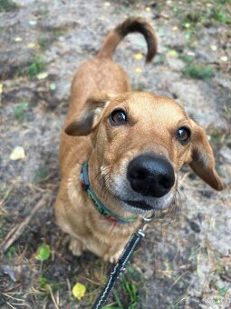 KUKY K ADOPCI - VESELÝ, HRAVÝ, ČEKÁ NA MILUJÍCÍ RODINU - 4