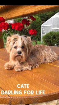 Pejsek Tic Tac golddust yorkshire terrier k prodeji - 4