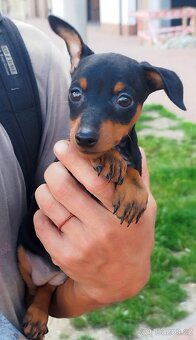 Trpasličí pinč Minidoberman - 4