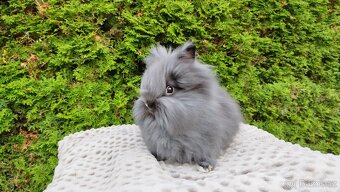Zakrslý králík, králíček -(TEDDY)-OLAF A OLINA - 4