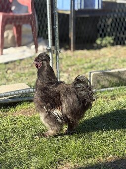 Kohouti hedvábnicky a Pavlovka - 4