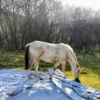 Klisna APH / APPA (rezervace do 23.11.) - 4