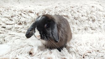 Zakrslý beránek, králíček, králík - 4
