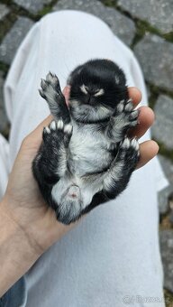 Sameček mládě zakrslý beránek - 4