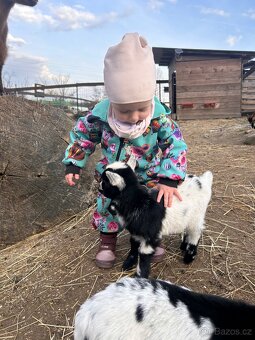 Holandský kozel - 4