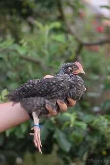 Kohouti 1,5 měsíce (marans X legbar ) - 4