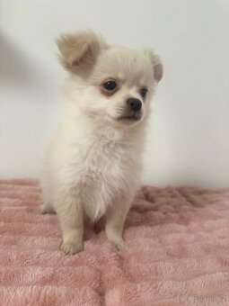 Štěňátka Pomeranian - 4