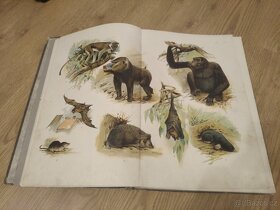 Kobrův Atlas živočišstva nakladatelství I.L.KOBER - 4