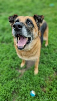 ROXY K ADOPCI - vděčná, nenáročná seniorka - 4