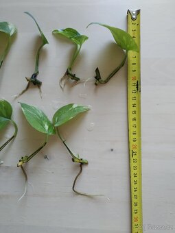 Řízky pothos - 4