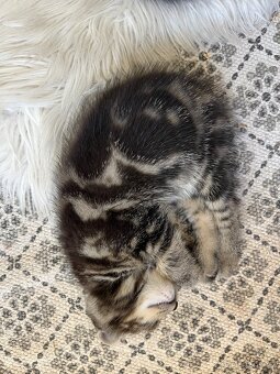 Whiskas kočička - 4