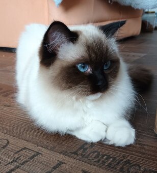 Kočička ragdoll seal mitted s PP - 4