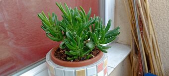 Tlustice ( crassula ovata) - 4