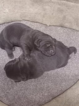 Labrador retrívr - 4