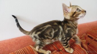 Bengálská kočka - 4