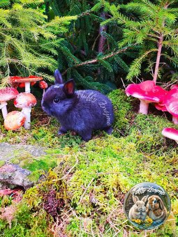 zakrslí králíčci Znojmo k odběru v prosinci - 4