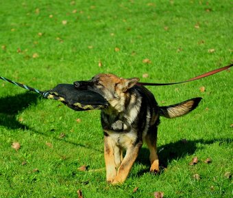 Německý ovčák-štěňata - 4