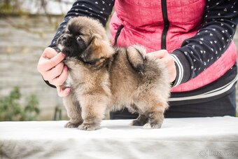 Tibetský španěl - štěňátka s PP - 4