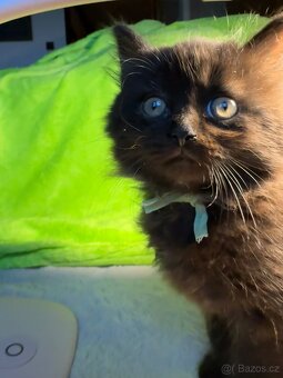 Koťátko Čtyřlístek 🍀 - 4