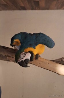 Ara Ararauna 1.0 - 4