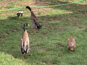 Indičtí běžci - 4