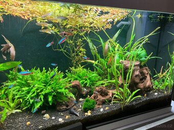 Akvárium Juwel Rio 125l - 4