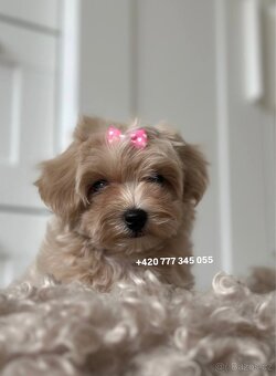 Maltipoo Caramel, fenka NANA - 4