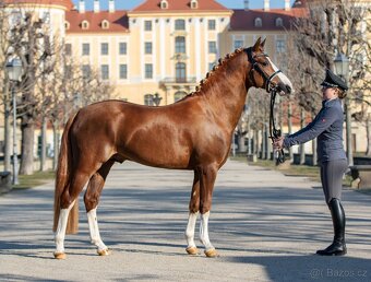 Krásný valach pony 2 roky - 4