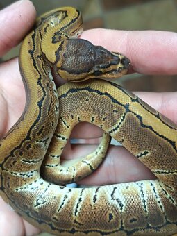 Krajta královská mláďata 2025 Celá ČR / SK Nejlepší CENY - 4