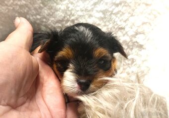 Biewer a black and tan Yorkshire Terrier s rodokmenem PP - 4