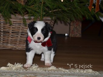 Pejsci border kolie - 4