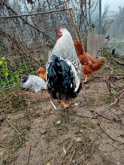 Kohout wyandotka - 4