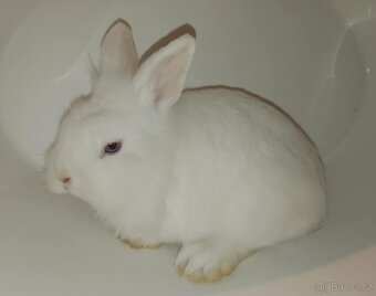 Zakrslý králíček bez PP sameček Billie - 4