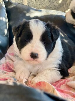 Top štěňata Border kolie s PP - 4