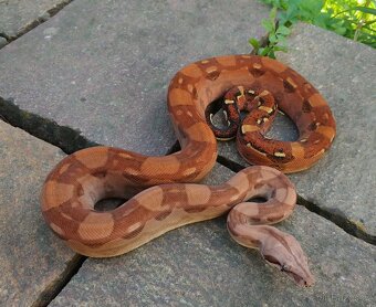 Boa imperator - Hypo Aztec Red Pastel het Sharp Albino - 4